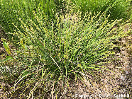 Carex canescens, harmaasara